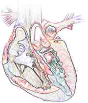 heart graphic